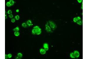 Image no. 4 for anti-Adenylate Kinase 1 (AK1) antibody (ABIN1496516)