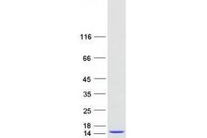 Validation with Western Blot