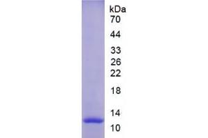 SDS-PAGE analysis of Rat MMP12 Protein. (MMP12 Protéine)