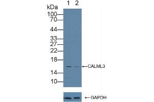 Knockout Varification: Lane 1: Wild-type A431 cell lysate, Lane 2: CALML3 knockout A431 cell lysate, Predicted MW: 16kd Observed MW: 16kd Primary Ab: 1 μg/mL Rabbit Anti-Human CALML3 Antibody Second Ab: 0. (CALML3 anticorps  (AA 1-149))