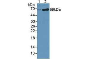 Western blot analysis of (1) Human HepG2 Cells and (2) Human HeLa cells. (DBH anticorps  (AA 335-571))
