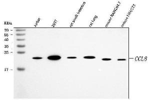 Western blot analysis of MCP2/CCL8 using anti-MCP2/CCL8 antibody (ABIN7600863).