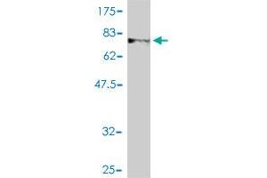 Western Blot detection against Immunogen (78.