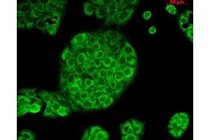 Immunocytochemistry/Immunofluorescence analysis using Mouse Anti-CD74 Monoclonal Antibody, Clone PIN 1.