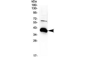 Western blot testing of rat kidney tissue with BAG1 antibody at 0. (BAG1 anticorps  (AA 323-345))