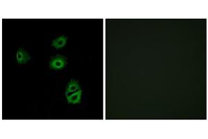 Immunofluorescence analysis of A549 cells, using OR2B2 antibody. (OR2B2 anticorps  (Internal Region))