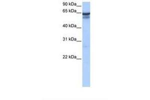 Image no. 1 for anti-Regulatory Factor X 5 (RFX5) (C-Term) antibody (ABIN6737810) (RFX5 anticorps  (C-Term))
