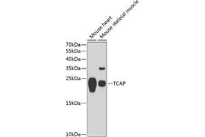 Western blot analysis of extracts of various cell lines, using TCAP antibody (ABIN6132746, ABIN6148918, ABIN6148920 and ABIN6217615) at 1:1000 dilution. (TCAP anticorps  (AA 1-167))