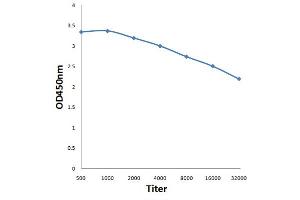 Antigen: 0. (SCARB2 anticorps  (AA 181-280))