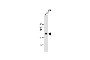 Anti-ID1 Antibody (Center) at 1:1000 dilution + HepG2 whole cell lysate Lysates/proteins at 20 μg per lane.