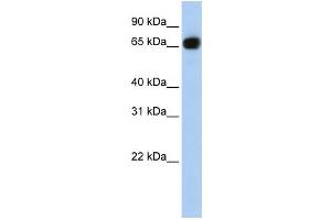 Western Blotting (WB) image for anti-Solute Carrier Family 37 Member 1 (SLC37A1) antibody (ABIN2458801)