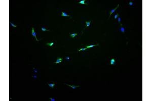 Immunofluorescence staining of NIH/3T3 cells with ABIN7162167 at 1:100, counter-stained with DAPI.
