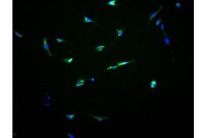 Immunofluorescence staining of NIH/3T3 cells with ABIN7162167 at 1:100, counter-stained with DAPI. (OR13C8 anticorps  (AA 260-274))
