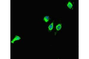 Immunofluorescent analysis of Hela cells using ABIN7160851 at dilution of 1:100 and Alexa Fluor 488-congugated AffiniPure Goat Anti-Rabbit IgG(H+L)