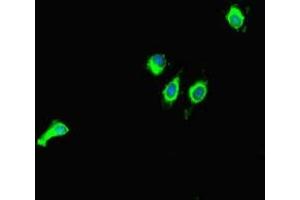 Immunofluorescent analysis of Hela cells using ABIN7160851 at dilution of 1:100 and Alexa Fluor 488-congugated AffiniPure Goat Anti-Rabbit IgG(H+L) (SIRT1 anticorps  (AA 2-747))