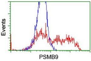 HEK293T cells transfected with either RC209001 overexpress plasmid (Red) or empty vector control plasmid (Blue) were immunostained by anti-PSMB9 antibody (ABIN2455621), and then analyzed by flow cytometry. (PSMB9 anticorps  (AA 21-219))