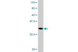 Western Blot detection against Immunogen (36. (RNF2 anticorps  (AA 192-290))