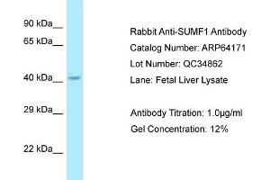 Western Blotting (WB) image for anti-Sulfatase Modifying Factor 1 (SUMF1) (C-Term) antibody (ABIN2789755) (SUMF1 anticorps  (C-Term))
