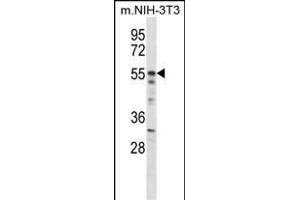Mouse Akt2 Antibody (N-term) (ABIN657827 and ABIN2846794) western blot analysis in mouse NIH-3T3 cell line lysates (35 μg/lane). (AKT2 anticorps  (N-Term))