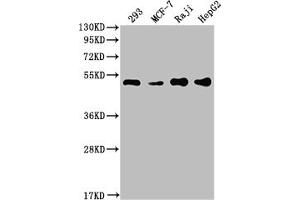 Western Blot Positive WB detected in: 293 whole cell lysate, MCF-7 whole cell lysate, Raji whole cell lysate, HepG2 whole cell lysate All lanes: PABPN1 antibody at 1:2000 Secondary Goat polyclonal to rabbit IgG at 1/50000 dilution Predicted band size: 33, 32, 38 kDa Observed band size: 50 kDa (Recombinant PABPN1 anticorps)
