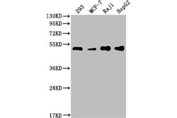 Recombinant PABPN1 anticorps
