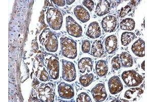 IHC-P Image MVP/LRP antibody detects MVP/LRP protein at cytosol on mouse colon by immunohistochemical analysis.