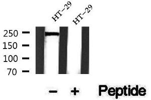 Western blot analysis of extracts of HT-29 cells, using Phospho-NuMA (Thr2055) Antibody.