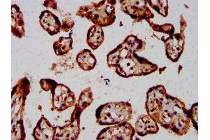 IHC image of ABIN7152986 diluted at 1:800 and staining in paraffin-embedded human placenta tissue performed on a Leica BondTM system. (FOLR1 anticorps  (AA 25-234))
