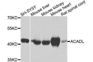 Western blot analysis of extracts of various cell lines, using ACADL antibody. (ACADL anticorps  (AA 31-210))