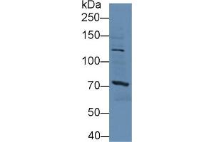 Western Blot; Sample: Mouse Liver lysate; Primary Ab: 3µg/ml Rabbit Anti-Human SSFA2 Antibody Second Ab: 0.