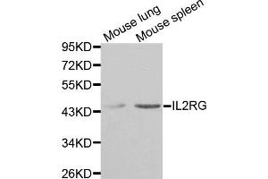Western blot analysis of extracts of mouse lung and mouse spleen tissues, using IL2RG antibody. (IL2RG anticorps)