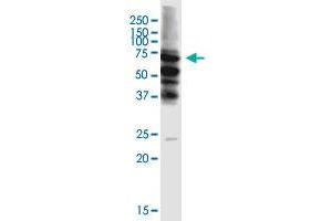 STAU2 monoclonal antibody (M01), clone 5C5.