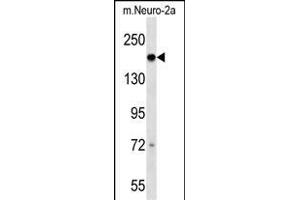 Mouse Dcc Antibody (C-term) (ABIN1536718 and ABIN2838237) western blot analysis in mouse Neuro-2a cell line lysates (35 μg/lane). (DCC anticorps  (C-Term))