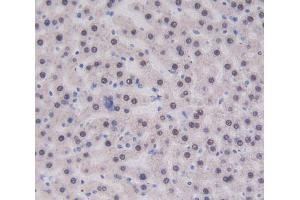 IHC-P analysis of liver tissue, with DAB staining. (CUBN anticorps  (AA 3511-3623))