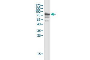 Western Blot detection against Immunogen (75.