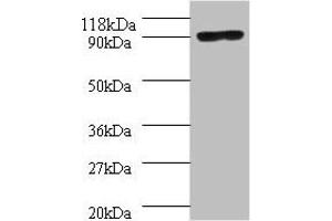 Western blot All lanes: Aquaticus DNA polymerase I, thermostable antibody at 2 μg/mL + 293T whole cell lysate Secondary Goat polyclonal to rabbit IgG at 1/10000 dilution Predicted band size: 94 kDa Observed band size: 94 kDa