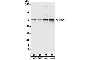 anti-Nuclear ssembly factor 1 ribonucleoprotein (NAF1) (AA 50-100) antibody