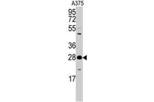 Western blot analysis of YWHAZ polyclonal antibody  in A-375 cell lysate (35 ug/lane). (14-3-3 zeta anticorps  (Thr232))