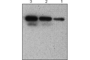 Western Blotting (WB) image for anti-serpin Peptidase Inhibitor, Clade B (Ovalbumin), Member 9 (SERPINB9) antibody (ABIN126942) (SERPINB9 anticorps)