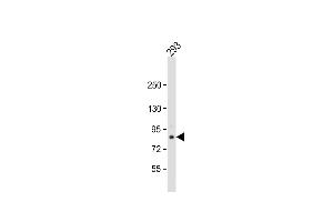 Anti-TARSL2 Antibody (Center) at 1:1000 dilution + 293 whole cell lysate Lysates/proteins at 20 μg per lane. (TARSL2 anticorps  (AA 380-408))