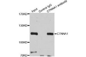 Immunoprecipitation analysis of 200ug extracts of 293T cells using 3ug CTNNA1 antibody.