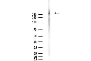 anti-Kalirin, RhoGEF Kinase (KALRN) (Internal Region) antibody
