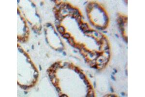 IHC-P analysis of Kidney tissue, with DAB staining. (TLR3 anticorps  (AA 727-905))