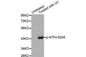 Western blot analysis of extracts from Hela cells using Phospho-ATF4-S245 antibody. (ATF4 anticorps  (pSer245))
