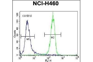 STK11 (LKB1) Antibody (N-term V34) (ABIN391352 and ABIN2841373) flow cytometric analysis of NCI- cells (right histogram) compared to a negative control cell (left histogram). (LKB1 anticorps  (N-Term))
