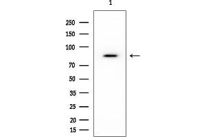 anti-Scavenger Receptor Class B, Member 2 (SCARB2) antibody