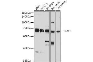 Western blot analysis of extracts of various cell lines, using DMT1 Rabbit pAb (ABIN6129471, ABIN6147839, ABIN6147840 and ABIN6214400) at 1:1000 dilution.