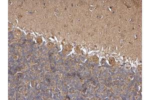 IHC-P Image HSC70 antibody detects HSC70 protein at nucleolus on rat hind brain by immunohistochemical analysis.