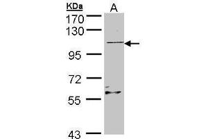 WB Image Sample (30 ug of whole cell lysate) A: Raji , 7. (RGL2 anticorps)