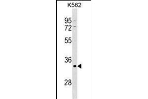 POU5F2 Antibody (Center) (ABIN1538060 and ABIN2848547) western blot analysis in K562 cell line lysates (35 μg/lane).